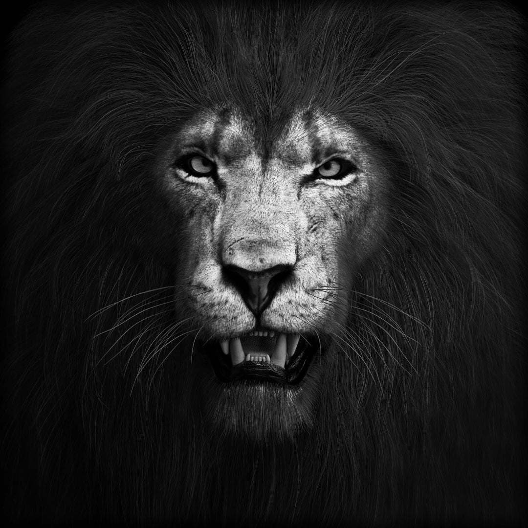 Monochrome Lion Tempered Glass Wall Art — Black & White Portrait