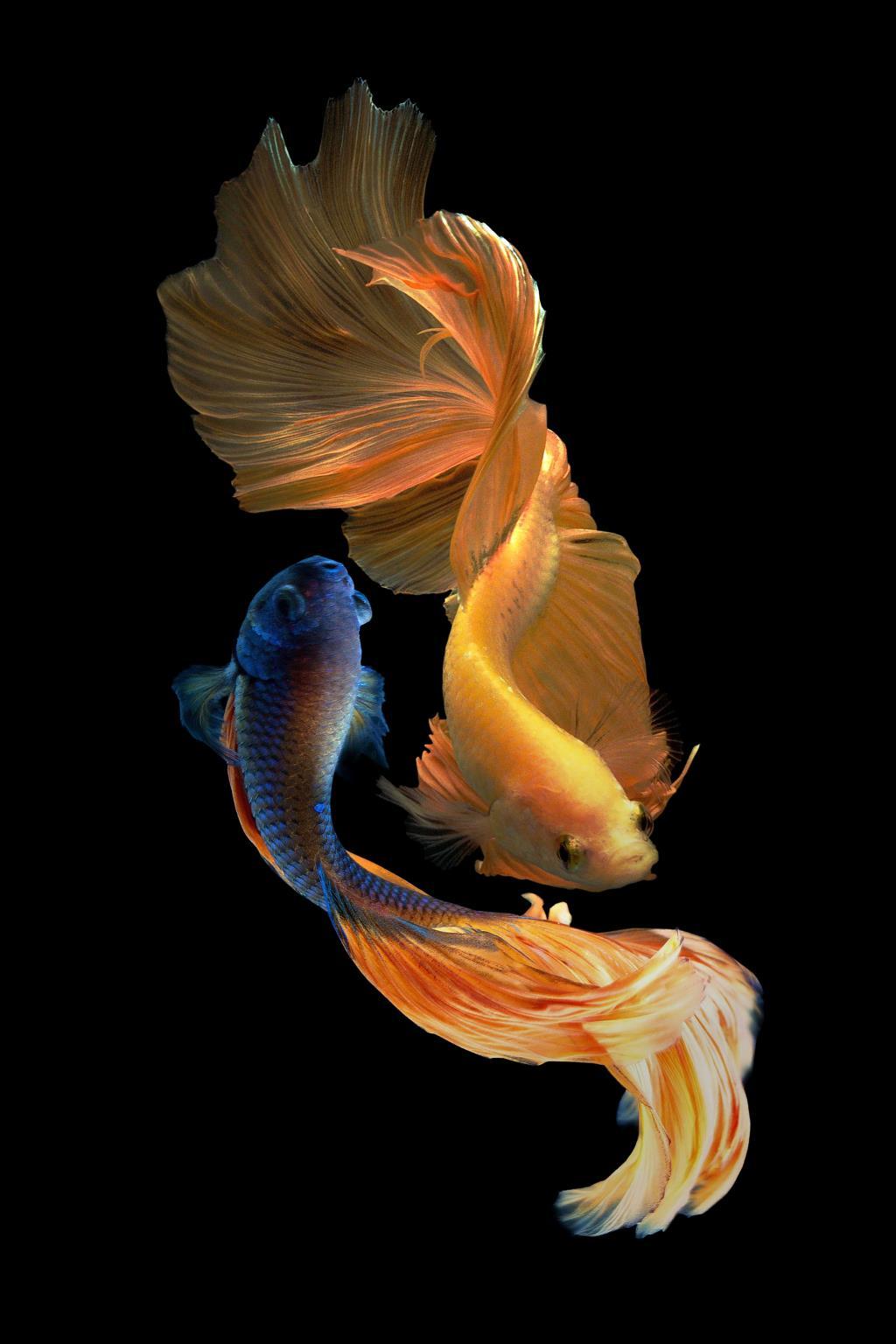 Golden & Blue Betta Tempered Glass Wall Art Panel