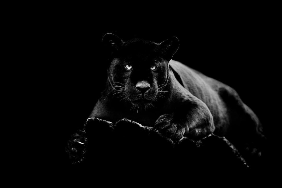 Midnight Panther Tempered Glass Wall Art