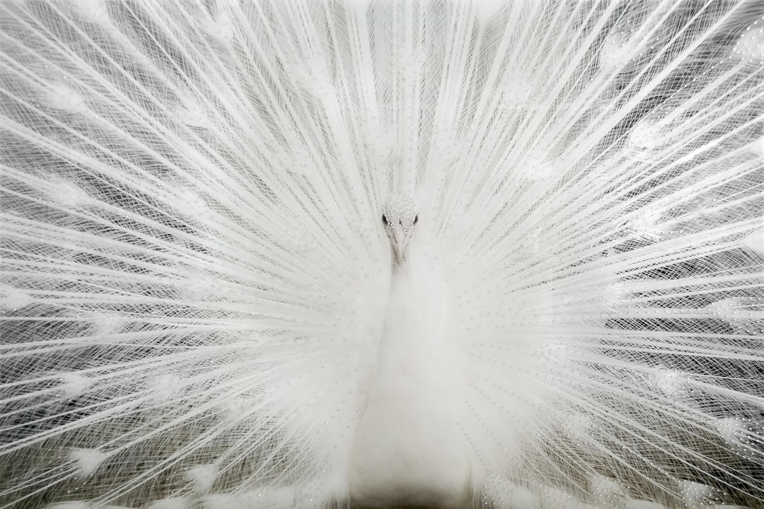 Luminous White Peacock Tempered Glass Wall Art - Elegant Minimalist Decor
