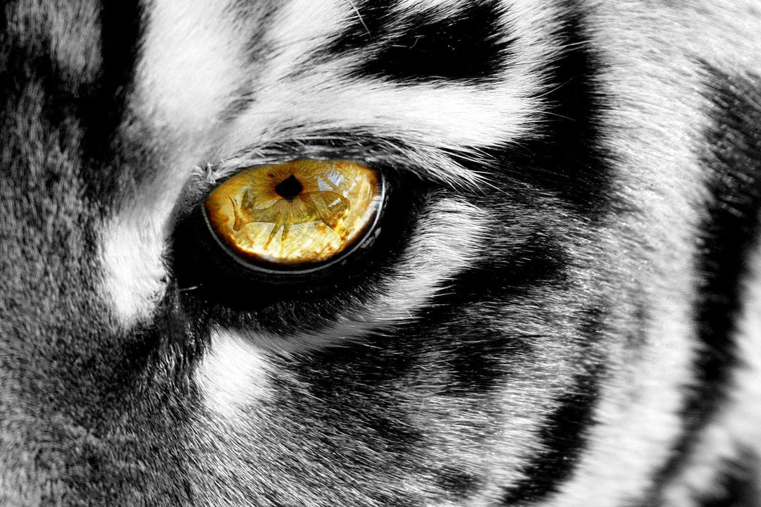 Golden Gaze Tiger Eye Tempered Glass Wall Art