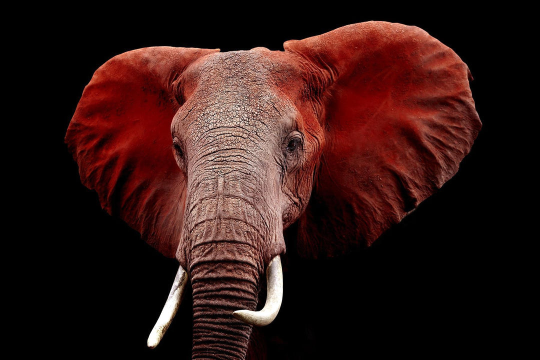 Crimson Elephant Tempered Glass Wall Art - Bold Wildlife Portrait